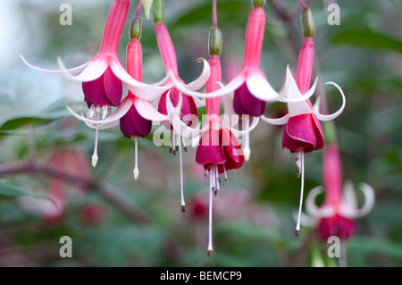 Фуксия checkerboard фото