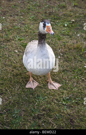 Goose at wanstead Flats, London, England. Stock Photo