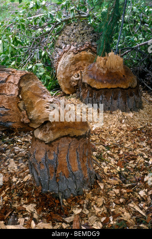 Felled trees by North American beaver (Castor canadensis), Grand Teton National Park, North America, US Stock Photo