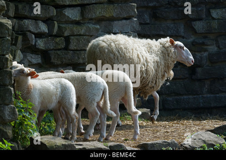 The Belgian breed of sheep Kempens / Campinois sheep (Ovis aries) with lambs, Belgium Stock Photo