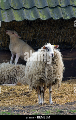 The Belgian breed of sheep Kempens / Campinois sheep (Ovis aries) with lambs, Belgium Stock Photo