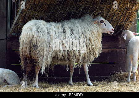 The Belgian breed of sheep Kempens / Campinois sheep with lamb eating hay, Belgium Stock Photo