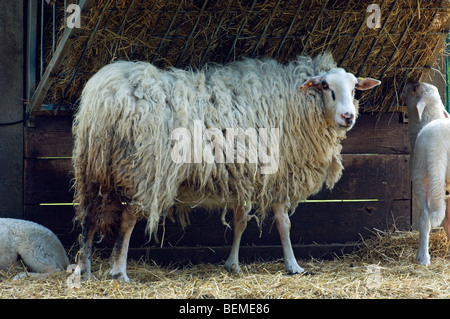 The Belgian breed of sheep Kempens / Campinois sheep with lamb eating hay, Belgium Stock Photo