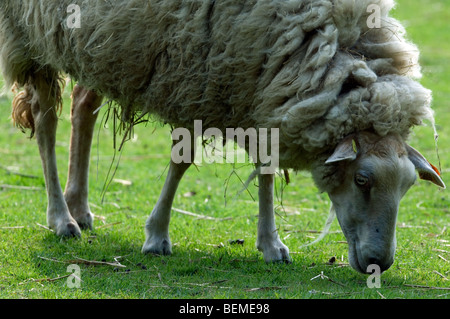 The Belgian breed of sheep Kempens / Campinois sheep (Ovis aries), Belgium Stock Photo