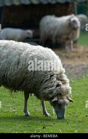 Belgian breed of sheep Kempens / Campinois sheep (Ovis aries) grazing in field, Belgium Stock Photo