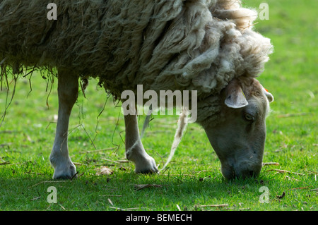 Belgian breed of sheep Kempens / Campinois sheep (Ovis aries) grazing in field, Belgium Stock Photo