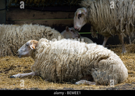 The Belgian breed of sheep Kempens / Campinois sheep (Ovis aries) resting in hay, Belgium Stock Photo