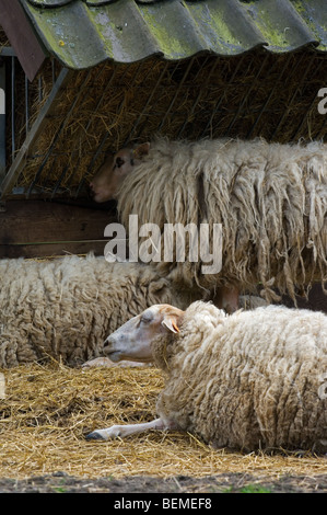 The Belgian breed of sheep Kempens / Campinois sheep (Ovis aries) resting in hay, Belgium Stock Photo