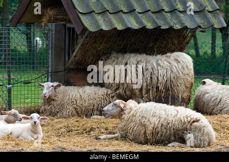 The Belgian breed of sheep Kempens / Campinois sheep (Ovis aries) with lambs, Belgium Stock Photo