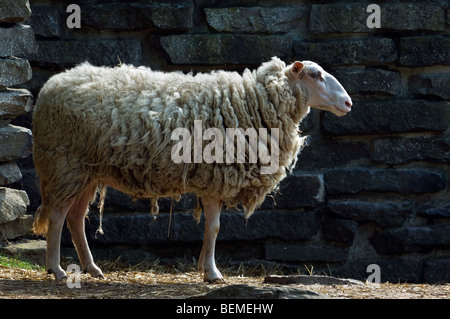 The Belgian breed of sheep Kempens / Campinois sheep (Ovis aries), Belgium Stock Photo