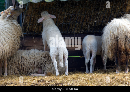 The Belgian breed of sheep Kempens / Campinois sheep with lambs eating hay, Belgium Stock Photo