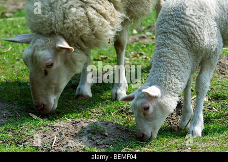 The Belgian breed of sheep milk sheep (Ovis aries) grazing with lamb, Belgium Stock Photo