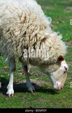 The Belgian breed of sheep milk sheep (Ovis aries), Belgium Stock Photo