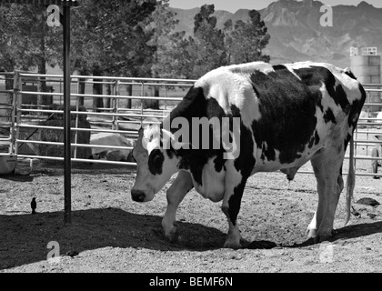 Herman, second largest Holstein steer in the world Stock Photo