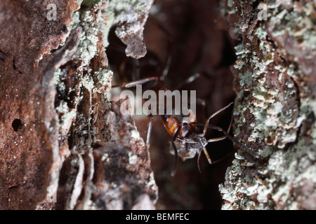 An ant of the Formica rufa-Formica polyctena group carrying a dead aphid. Stock Photo