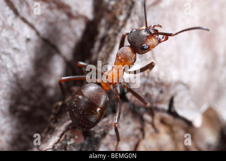 An ant of the Formica rufa-Formica polyctena group on pine needles, threatening the onlooker. Stock Photo