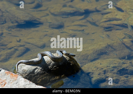 Hunting viperine water snake (Natrix maura) lying in ambush on rock at river edge looking at fish, Extremadura, Spain Stock Photo