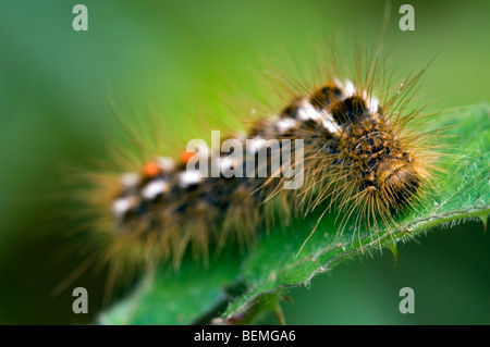 Caterpillar of the Brown-tail moth (Euproctis chrysorrhoea), La Brenne, France Stock Photo