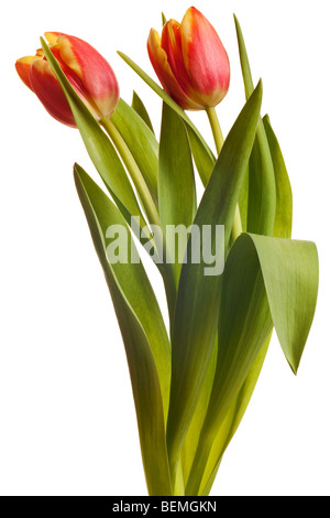 yellow and red tulips isolated on a white background Stock Photo - Alamy