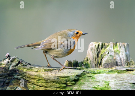 European robin (Erithacus rubecula) perched on old weather-beaten wooden fence Stock Photo