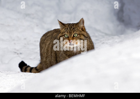 Wild cat (Felis silvestris) hunting in the snow showing thick winter coat, Scottish Highlands, Scotland, UK Stock Photo