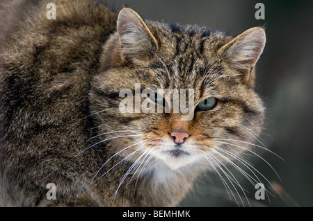 European Wild cat / Wildcat (Felis silvestris) close up showing thick winter coat, Scottish Highlands, Scotland, UK Stock Photo