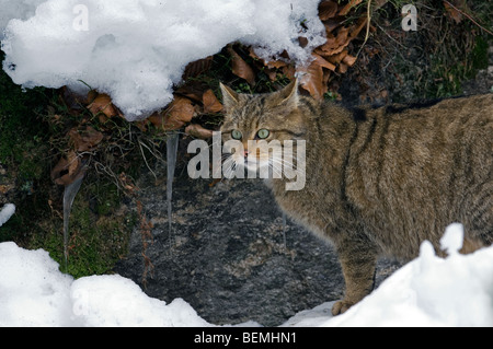 Wild cat (Felis silvestris) hunting in the snow showing thick winter coat, Scottish Highlands, Scotland, UK Stock Photo