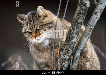 European Wild cat / Wildcat (Felis silvestris) close up showing thick winter coat, Scottish Highlands, Scotland, UK Stock Photo