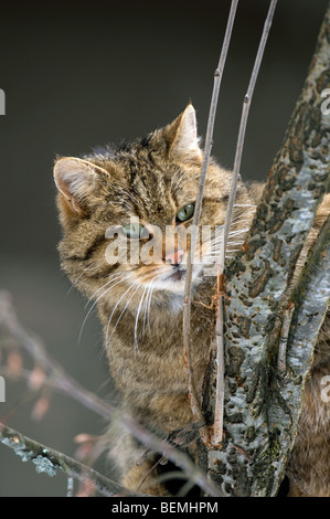 European Wild cat / Wildcat (Felis silvestris) close up showing thick winter coat, Scottish Highlands, Scotland, UK Stock Photo