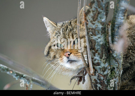 European Wild cat / Wildcat (Felis silvestris) close up showing thick winter coat, Scottish Highlands, Scotland, UK Stock Photo