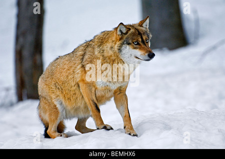 Scared submissive European wolf (Canis lupus) with tail tucked between the legs in the snow in winter, Bavarian Forest, Germany Stock Photo