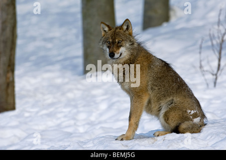 European grey wolf (Canis lupus) sitting in the snow in winter, Bavarian Forest, Germany Stock Photo
