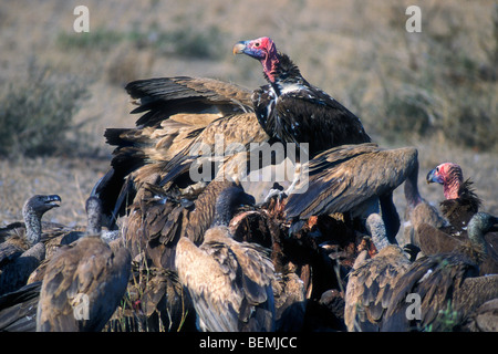 African white-backed vultures (Gyps africanus) and Lappet-faced Vultures (Torgos tracheliotos) feeding on Cape buffalo carcass Stock Photo