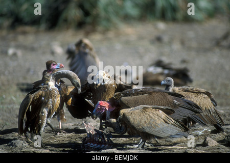 African white-backed vultures (Gyps africanus) and Lappet-faced vulture / Nubian vulture (Torgos tracheliotos) sharing carcass Stock Photo