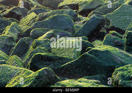 Boulders from breakwater / mole / groin / groyne covered in alga / seaweed on beach along the North Sea coast Stock Photo