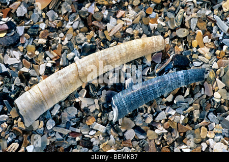 Elephant tooth shell / Elephant tusk shell (Dentalium entalis) in sand