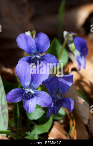 Pyrenean Violet (Viola pyrenaica) Stock Photo