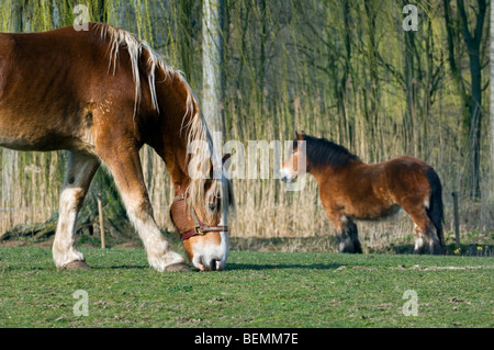 Two Ardennes or Ardennais draft / draught horse / cart horses (Equus caballus) in field, Belgium Stock Photo