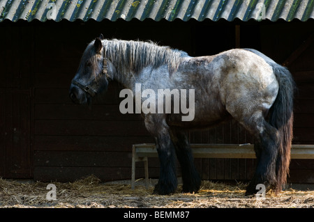 Belgian draught horse (Equus caballus) in front of stable, Belgium Stock Photo