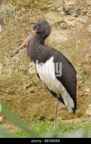 Black Stork Ciconia nigra Photographed in Spain Stock Photo