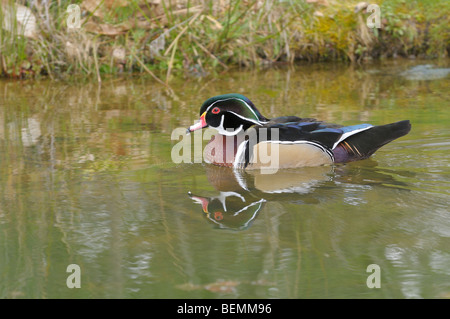 Carolina Wood Duck Aix sponsa Photographed in England Stock Photo