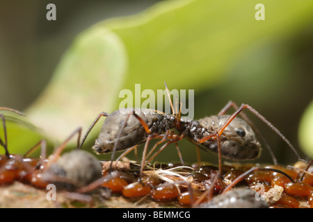 Lachnus roboris, an aphid that feeds on oak. These females guards freshly laid eggs. Stock Photo