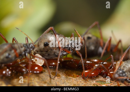 Lachnus roboris, an aphid that feeds on oak. This female guards freshly laid eggs. Stock Photo
