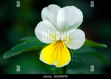 Field pansy (Viola arvensis) in flower Stock Photo