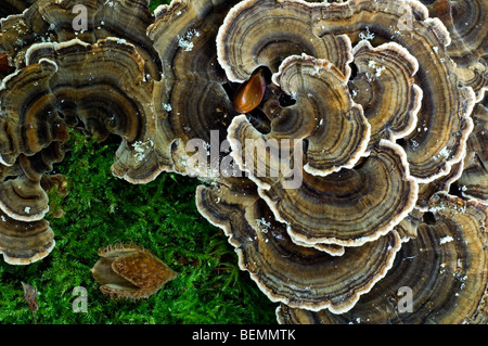 Turkey tail / Many Zoned Polypore / Turkeytail bracket fungus (Trametes versicolor / Coriolus versicolor / Polyporus versicolor) Stock Photo