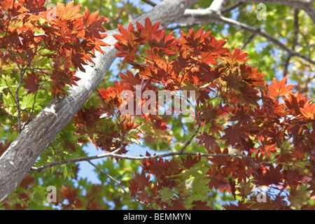 Japanese Maple showing it's Autumn colours against a contrasting blue sky in Japan Stock Photo