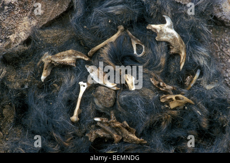 Unraveled Tawny owl pellet (Strix aluco) showing remains of mouse skeleton with bones and skulls Stock Photo