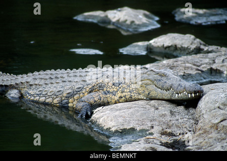 Nile crocodile (Crocodylus Niloticus) sunning on rock along riverbank, Kruger National Park, South Africa Stock Photo