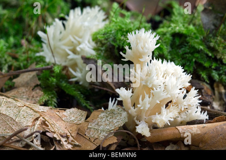 White coral fungus / crested coral fungus (Clavulina coralloides / Clavulina cristata) Stock Photo