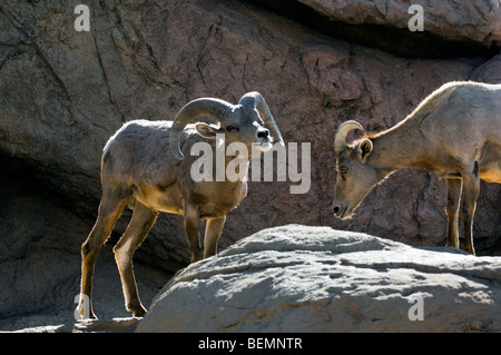 Two Nelson's / Desert bighorn sheep (Ovis canadensis nelsoni) standing in rock face, Arizona, USA Stock Photo